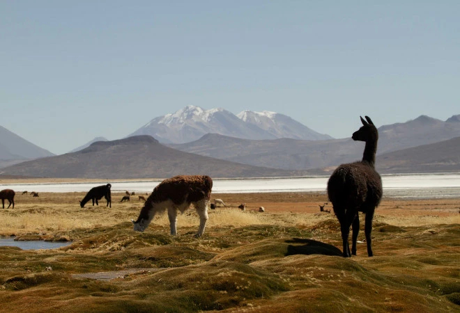 PUQIO by Andean - фото 39