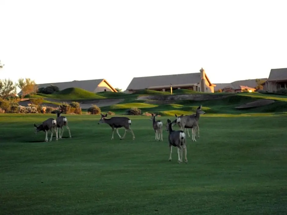 Gold Canyon Golf Resort & Spa - Chambres