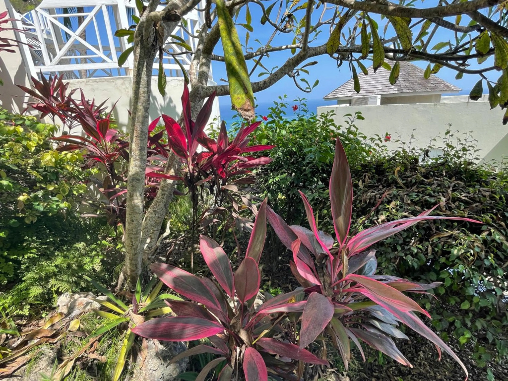 Hummingbird Retreat - Luxury Oceanview Apt, 7-Minute Walk to Beach
