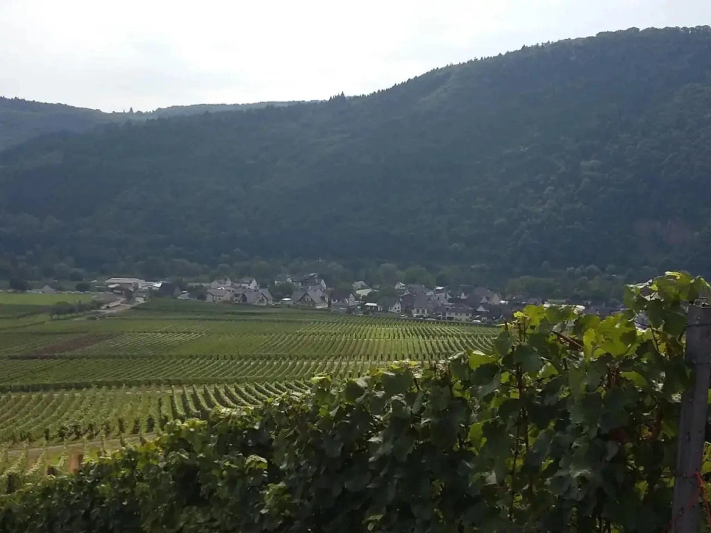 Weingut Willi Fett