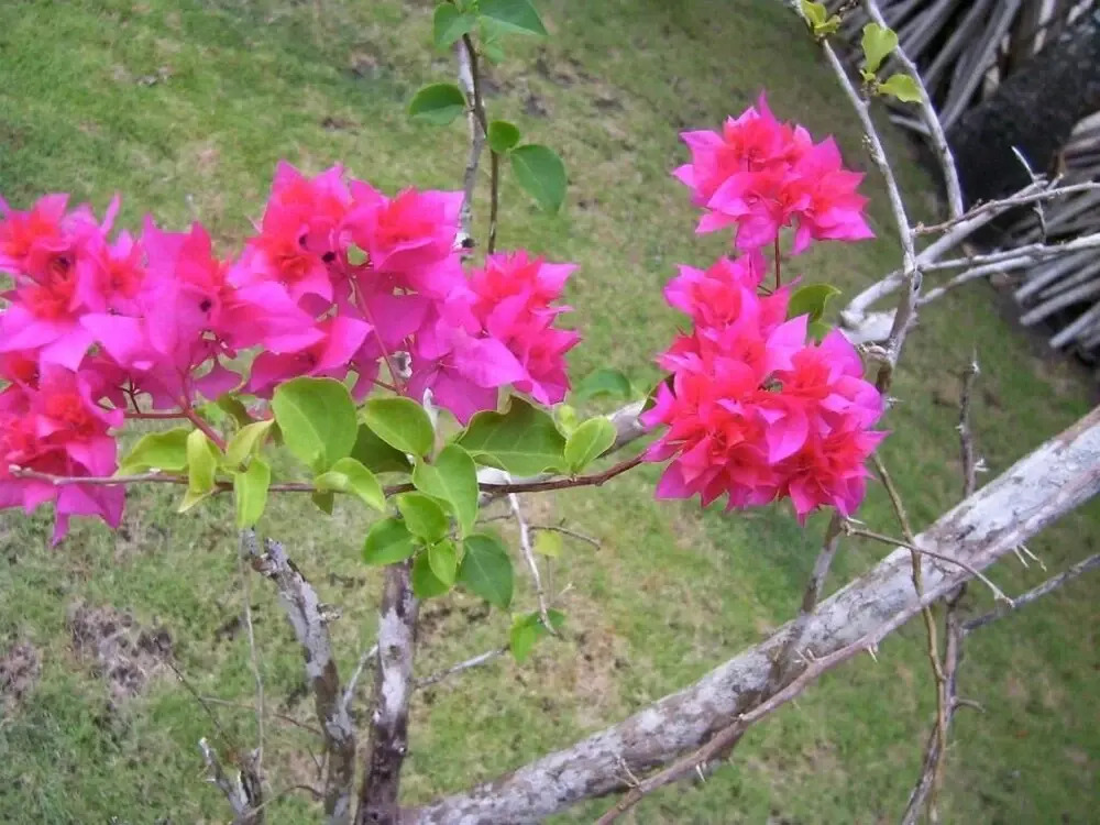 Coloso del Mar - фото 15