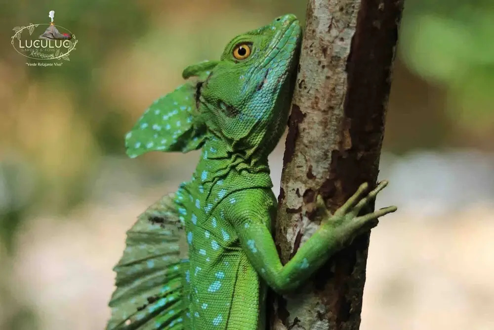 Cabaña Luculuc Garden & Forest - фото 19