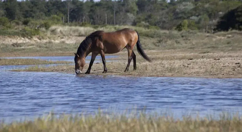 Bungalow Mooyeveld - фото 4