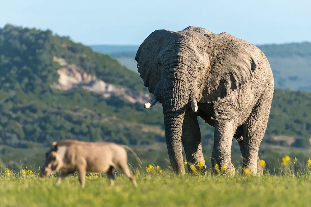 Shamwari Sarili Lodge - фото 41