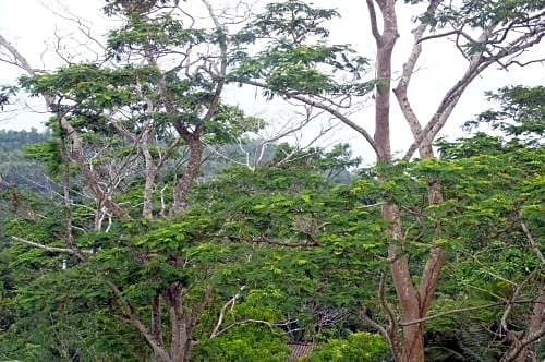 Niyagama House