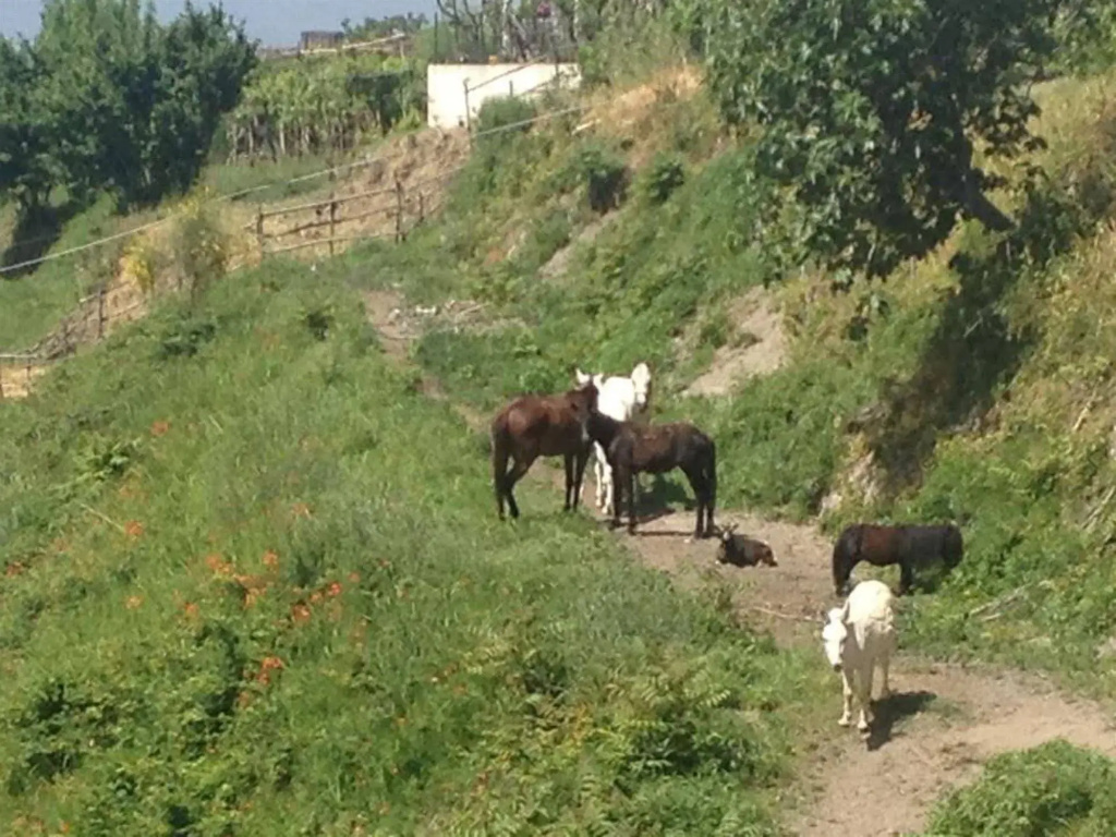 Tenuta Le Fornacelle