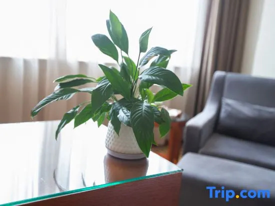 Longyan Wuping Zijin Hotel - Chambres