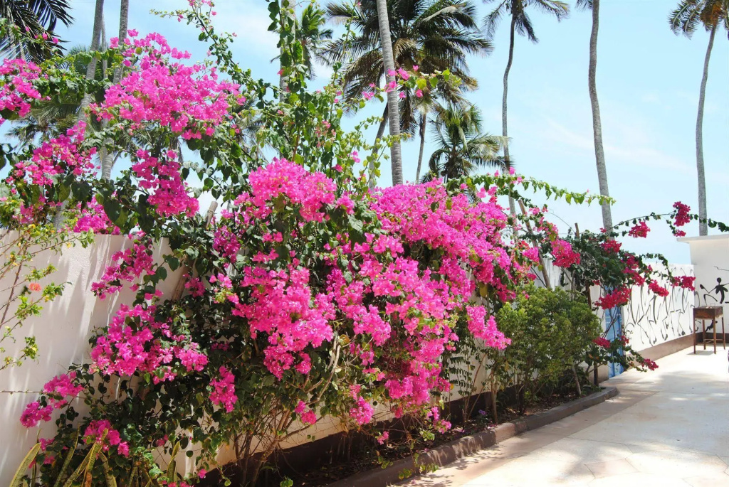 Blu Marlin Village