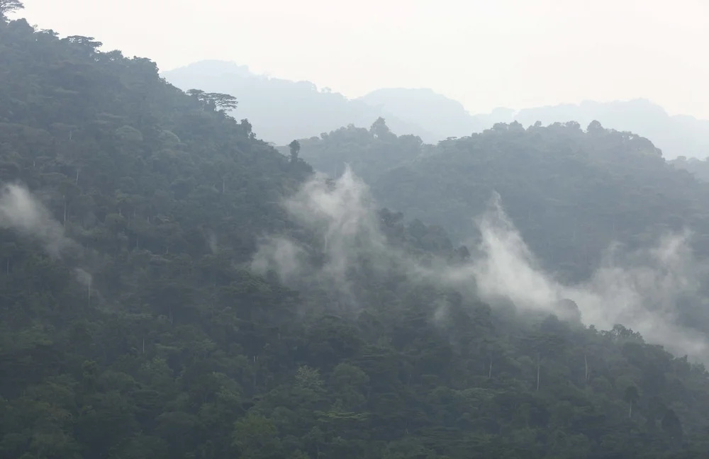 Silverback Lodge