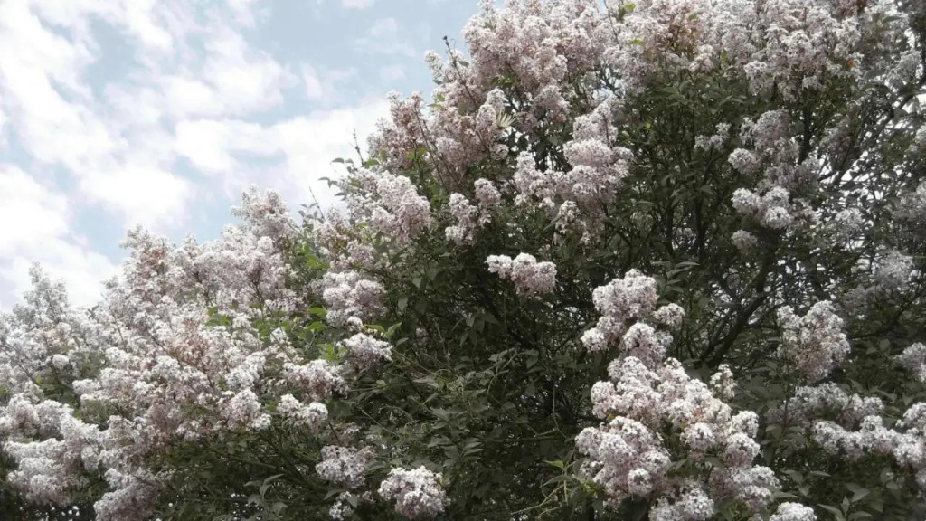Orgona Ház - фото 14