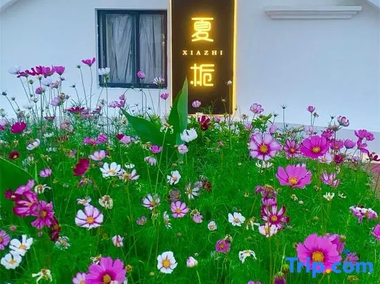 Xiazhi.dishini homeparty qingshe dujia meishu