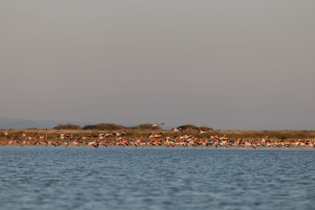 Flamingo Living Suites & Villas
