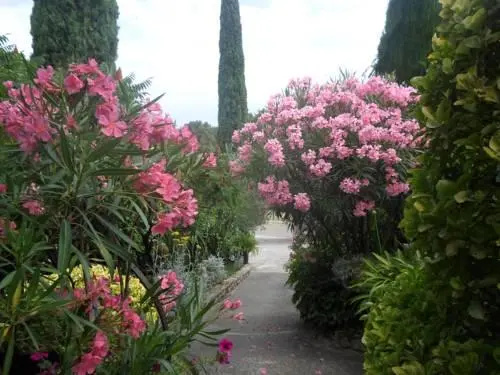 La Sapiniere