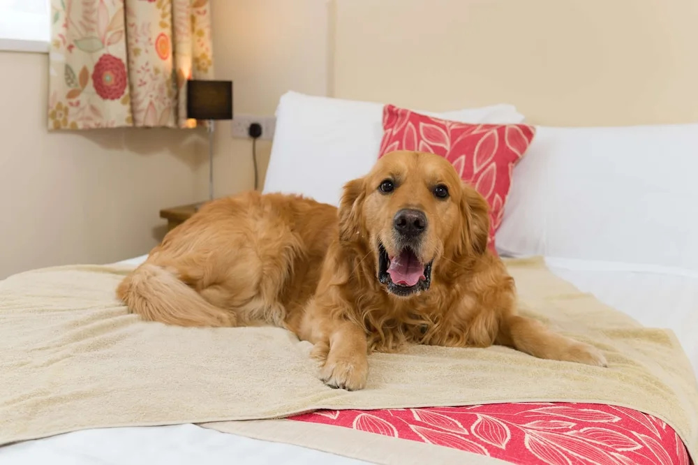 Best Western Fowey Valley - Chambres