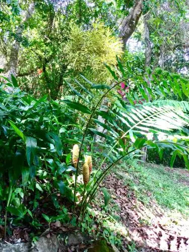 Roland's Garden Guesthouse - фото 4
