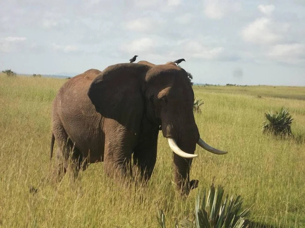 Pakuba Safari Lodge