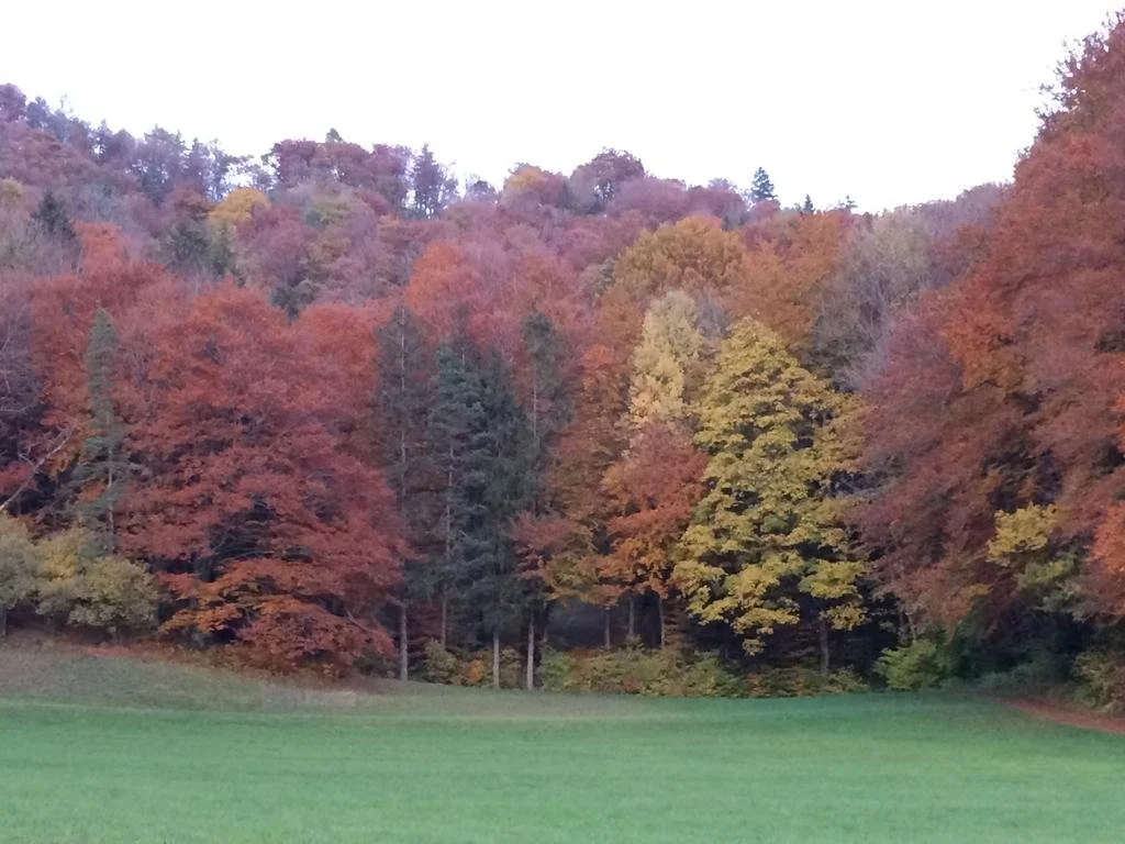 Gästehaus zum Tulpenbaum