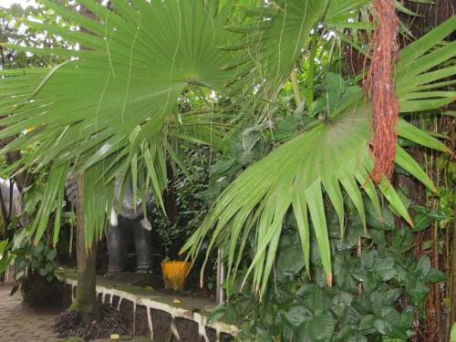 Dian Fossey Nyiramacibir Hotel - Général