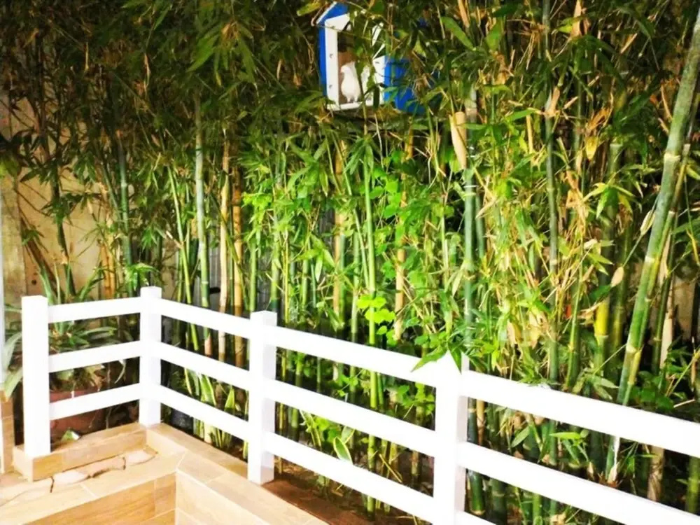 Finca Bambino Veracruz