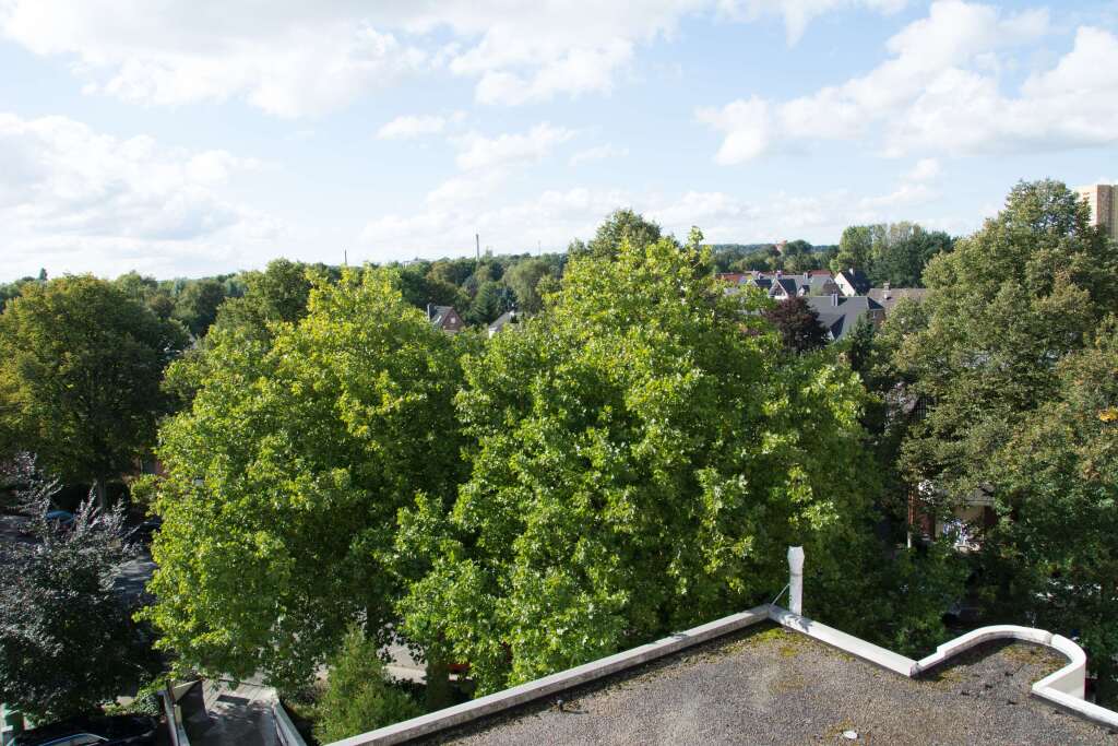 Image 15