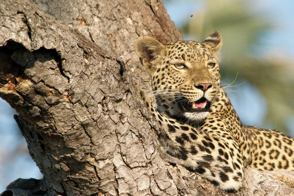 Ilanga Lodge