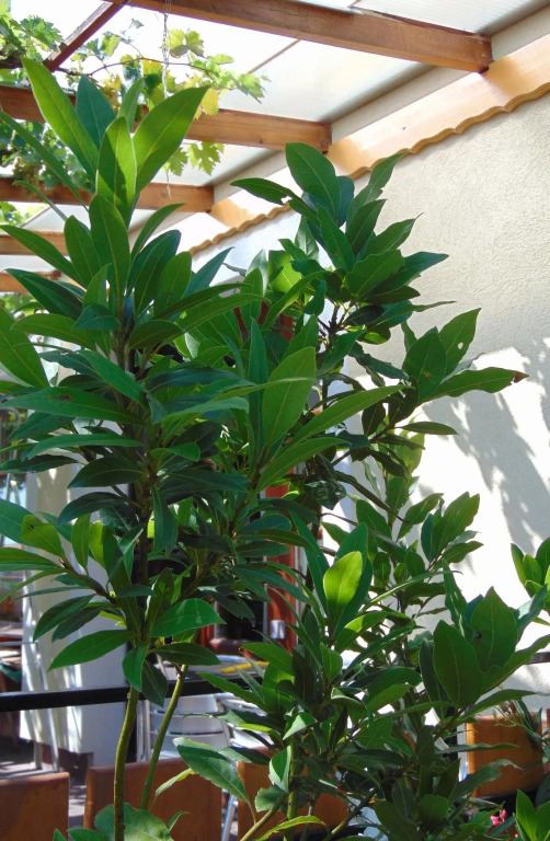 Andrew Guest House Tihany - фото 6