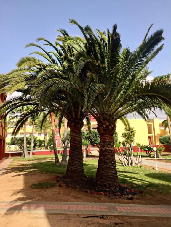 La Caleta - Parques Holandes