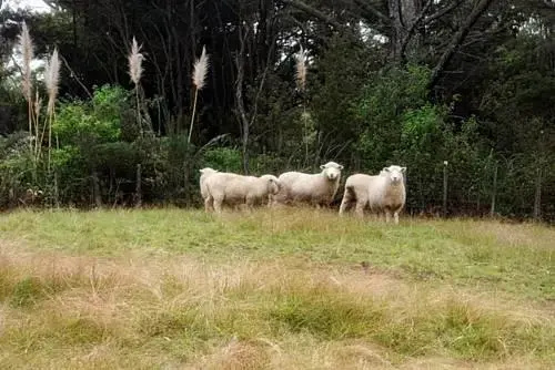 Albany Country bnb