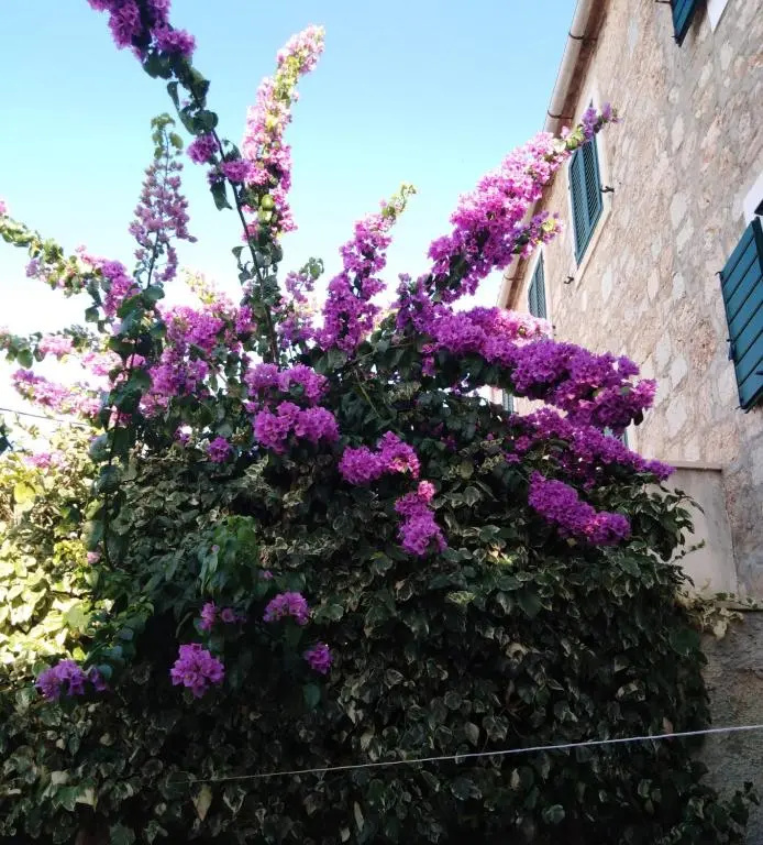 Studio Apartman LENESTA