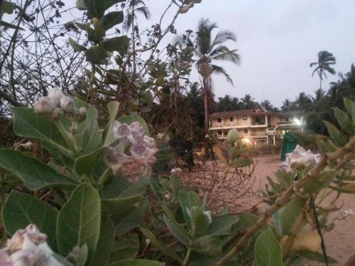 Ivon Guest House, Arambol Beach