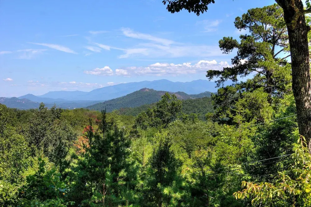 Apple Bear View #116