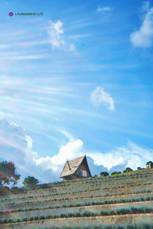 Lavender Dalat