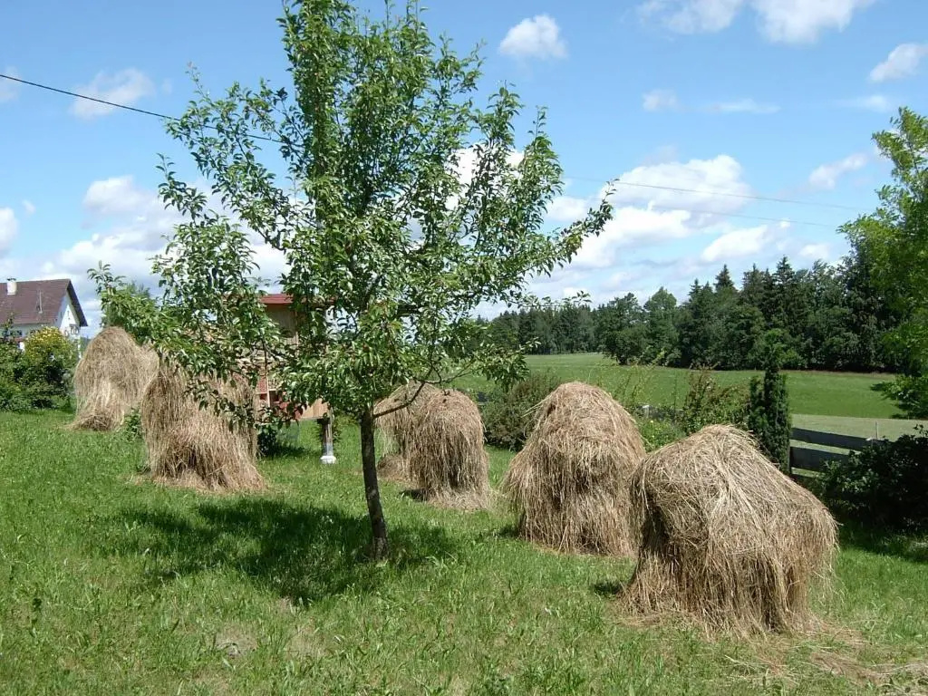 Ferienwohnung Freißl - Chambres