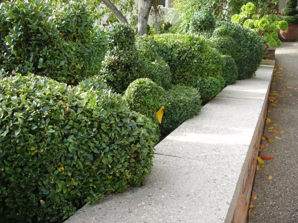 Topiary Haven