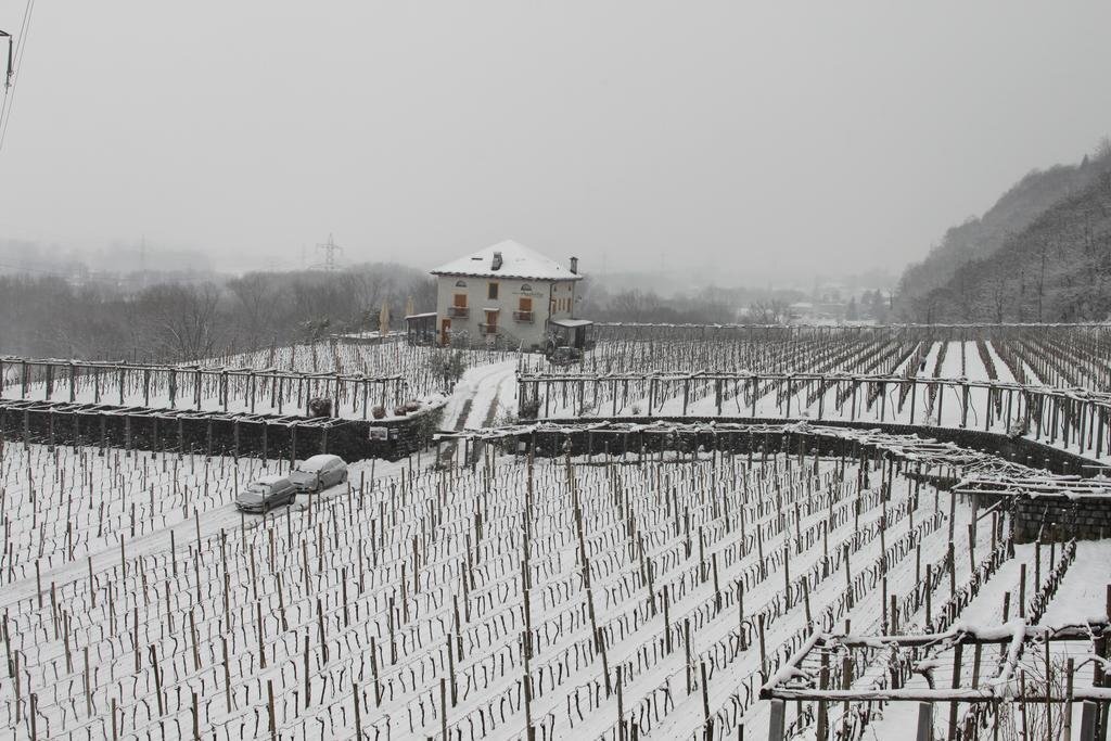Fattoria L'Amorosa by null