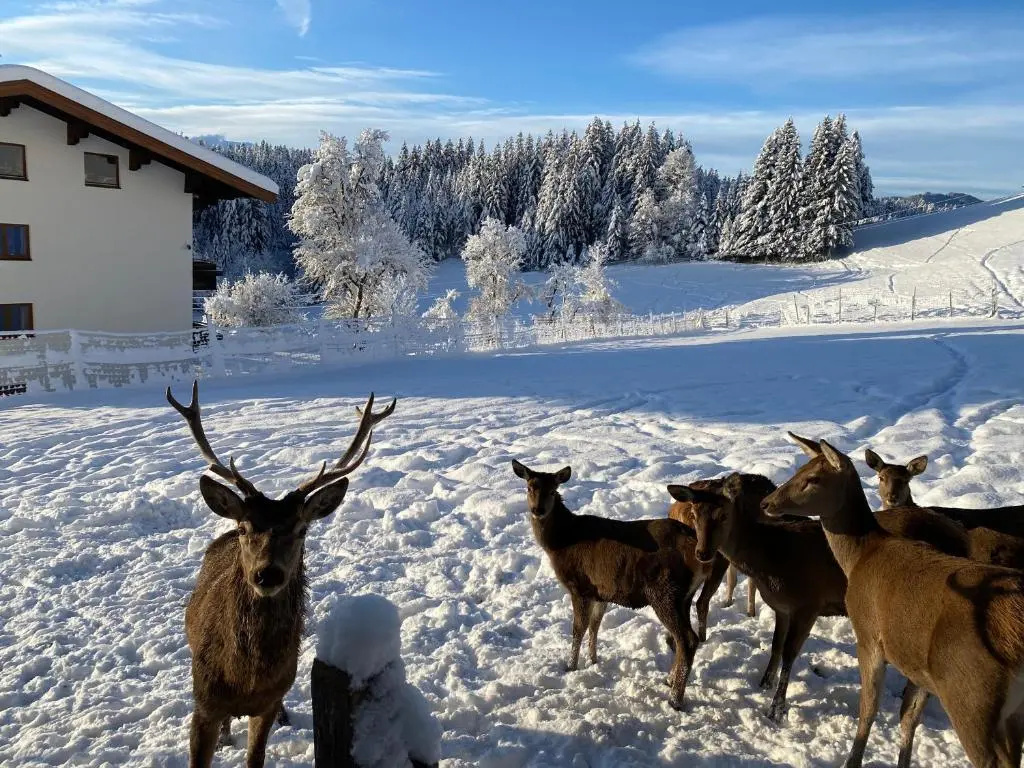 Berghof Haselsberger - Chambres