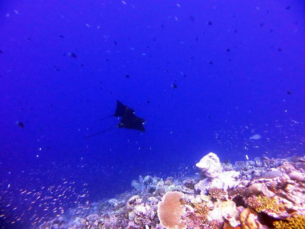 Pearl Beach View - Général