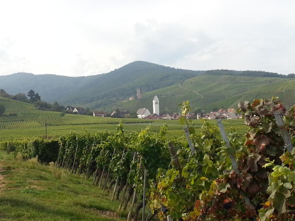 La Maison des Vignes