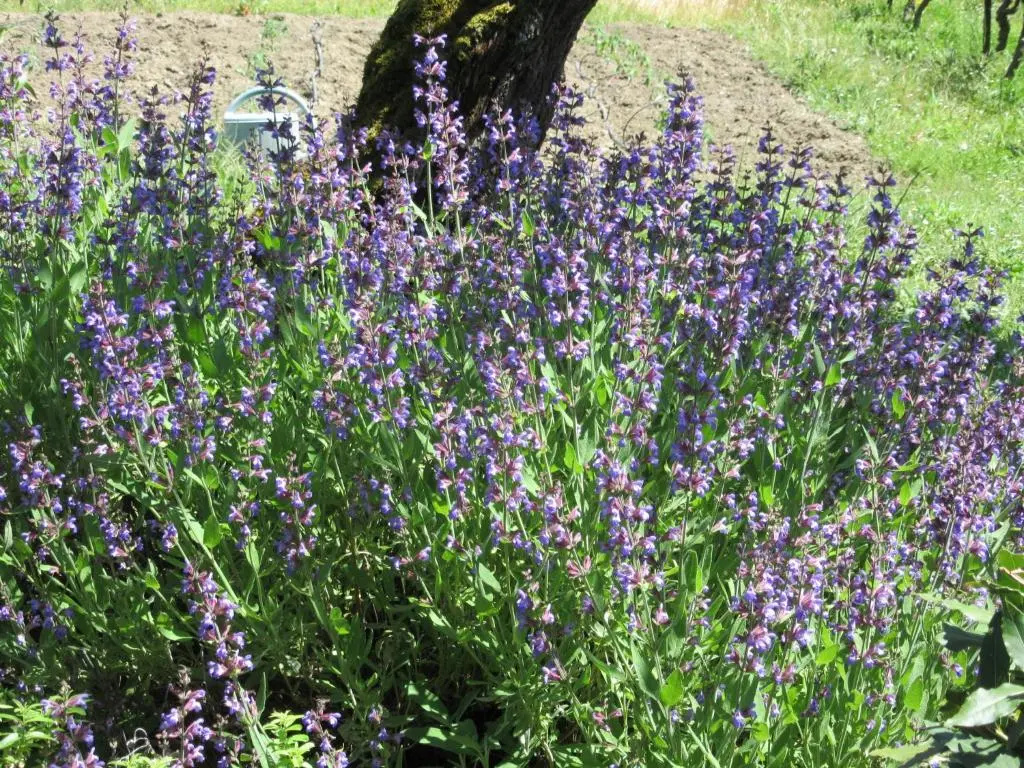 Maison Iris