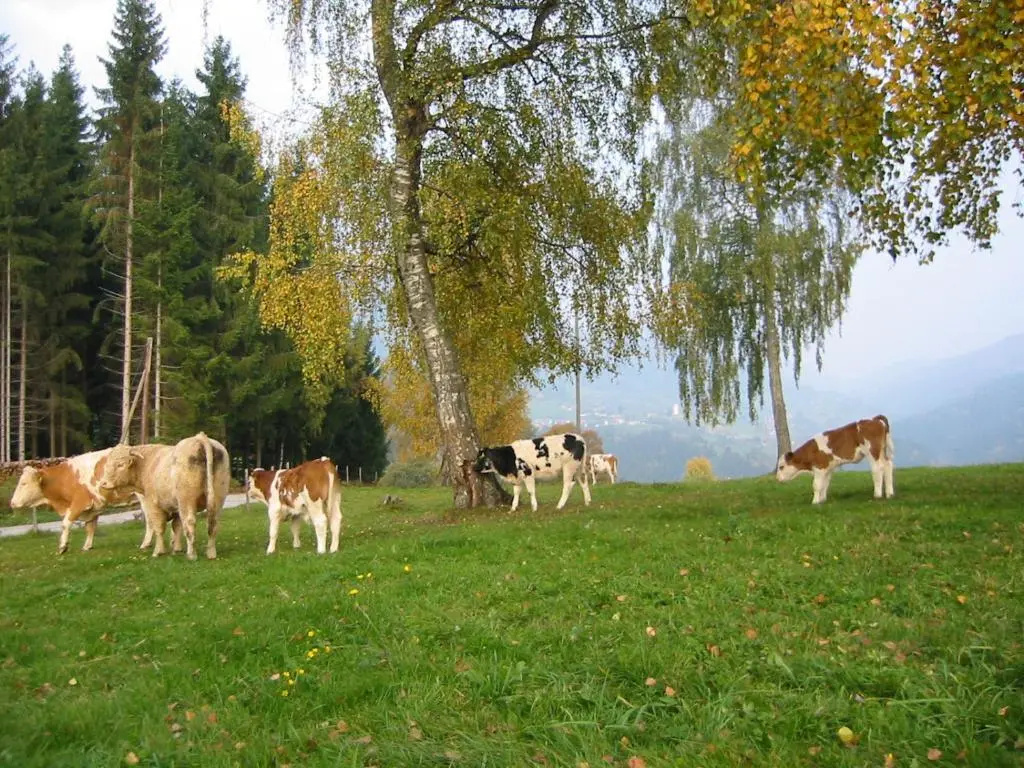Ferienwohnung am Oberrainerhof