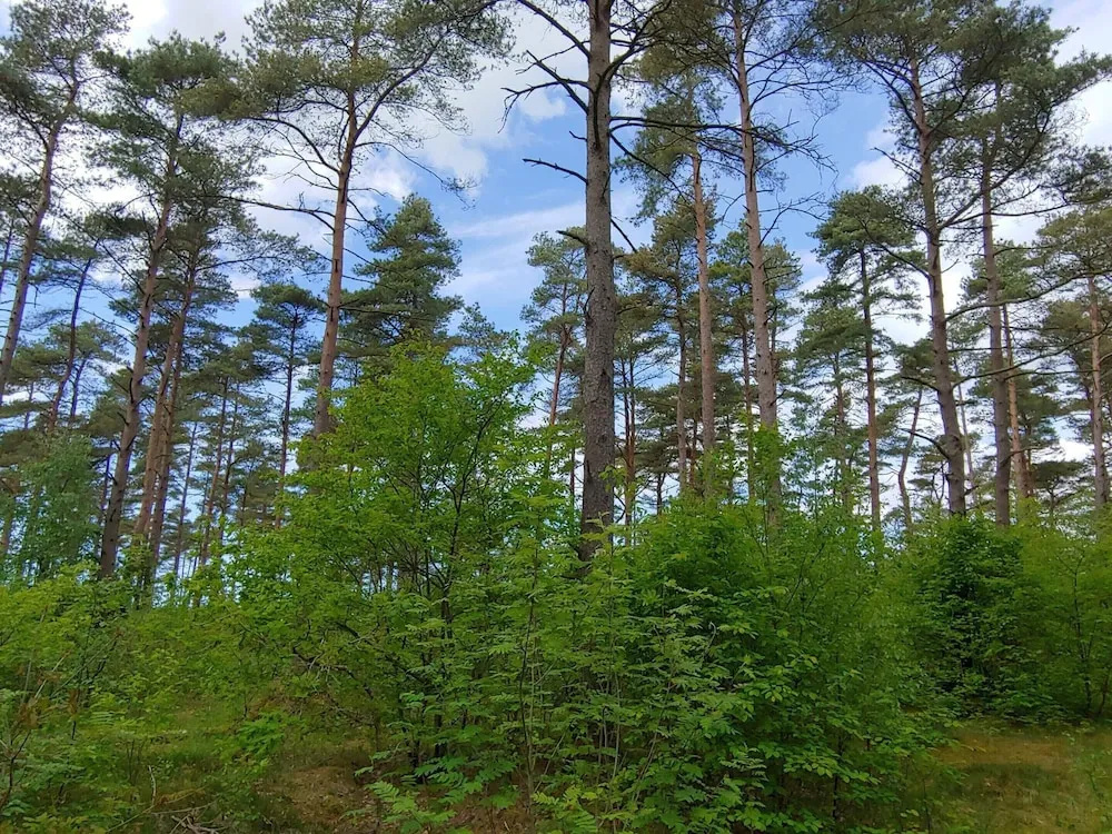4 Person Holiday Home in Oksbol