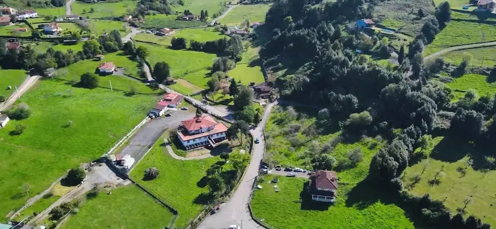 palmeras
