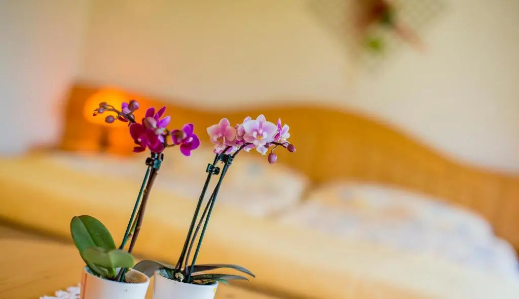 Alpenhotel zur Wildi - Chambres