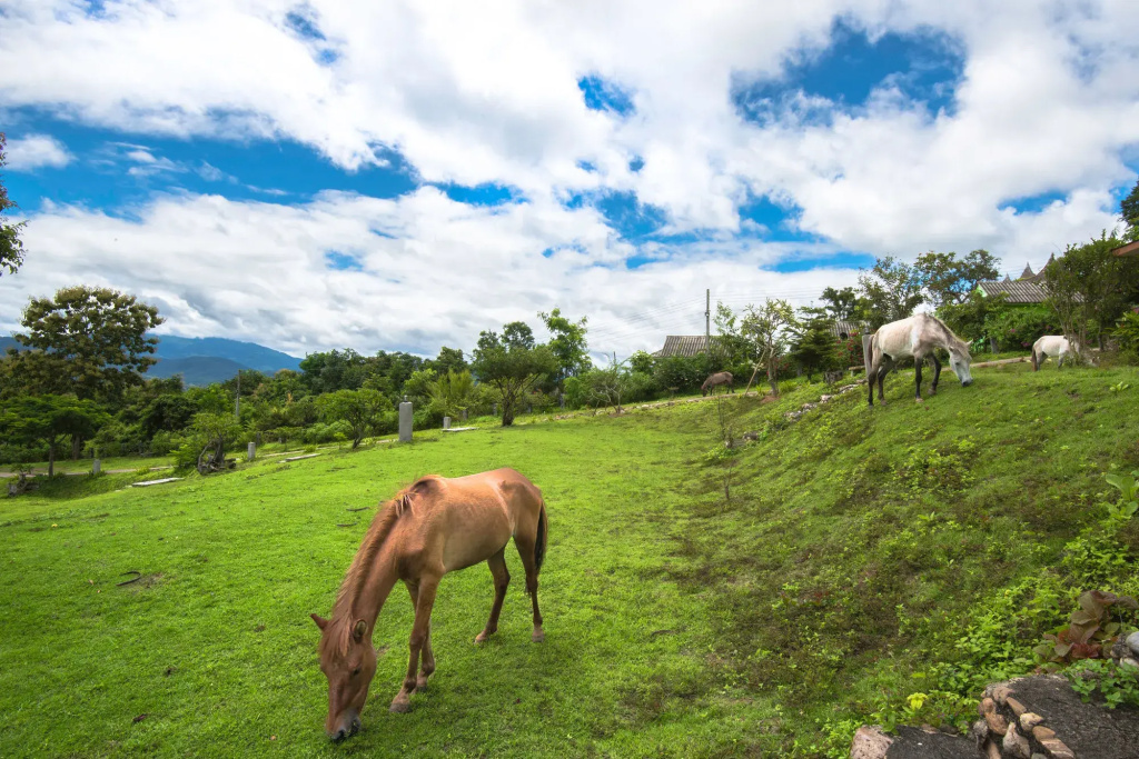 E-outfitting Pai Resort - Général