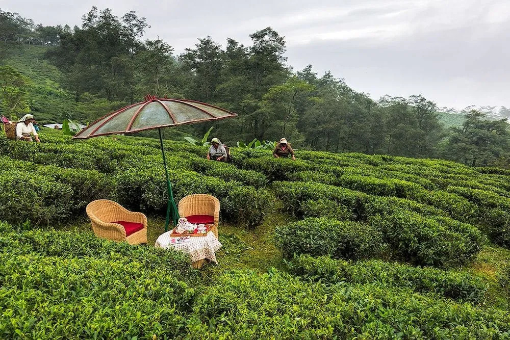 Ging Tea House - фото 12