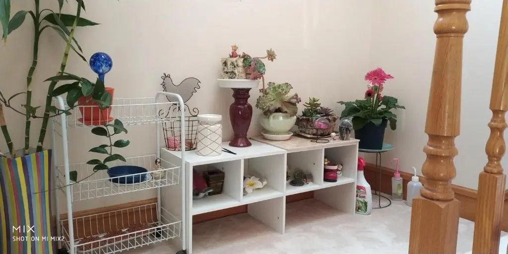 image url