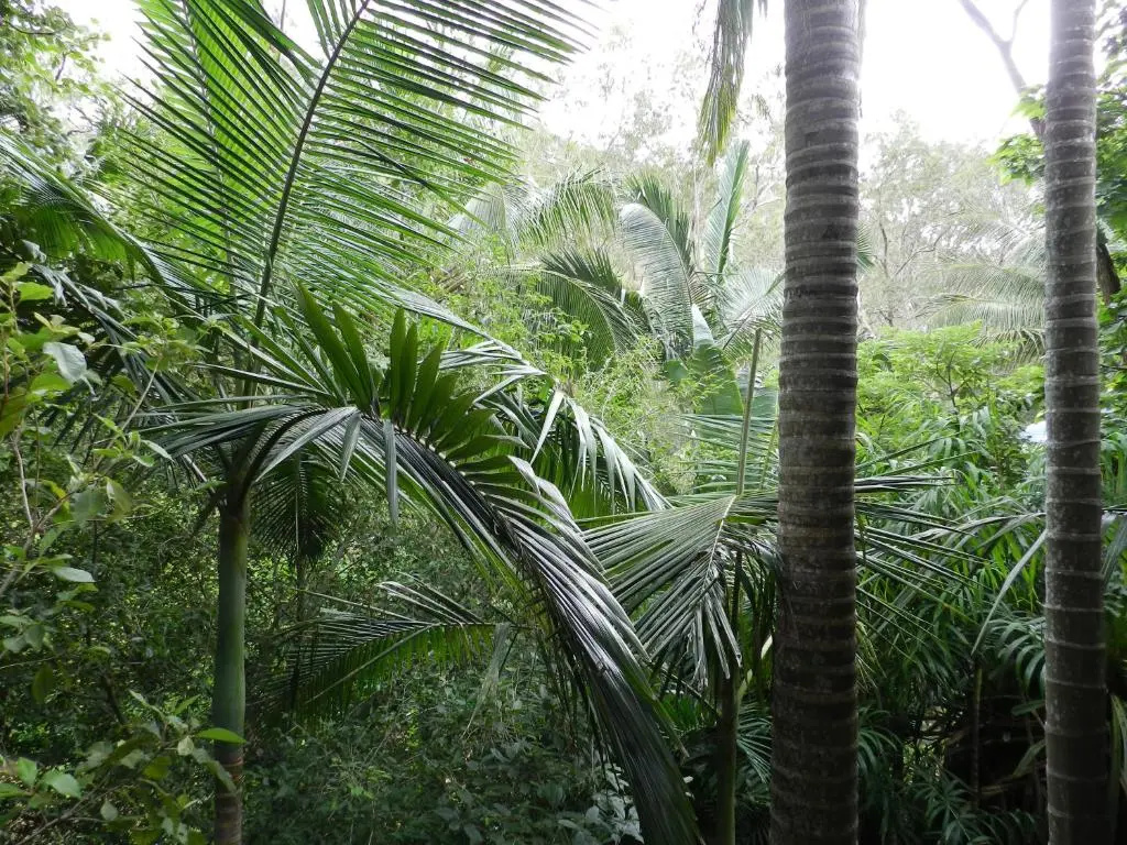 Oskars Rainforest Retreat - Chambres