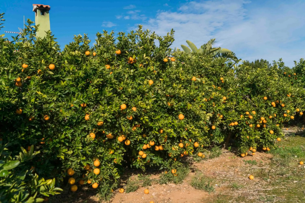Casa La Naranja