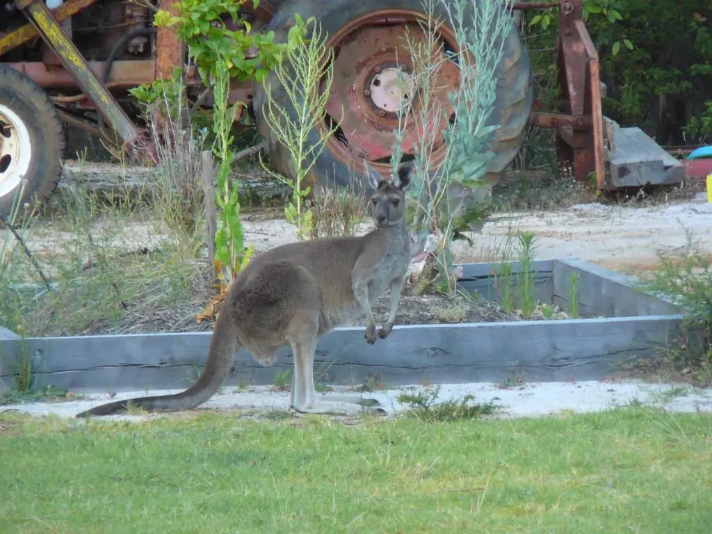 Nannup Bush Retreat - Chambres
