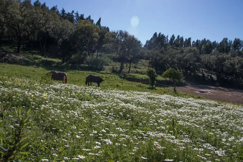Beautiful 2 bed Cottage in Quinta do Vale Formoso